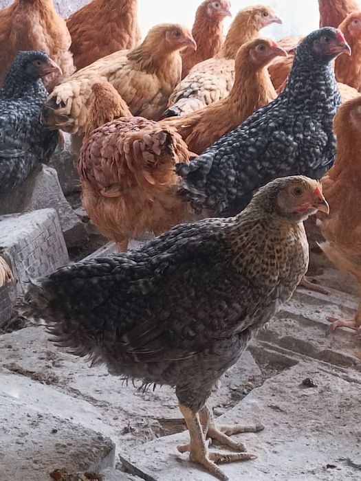 Puicuțe disponibile