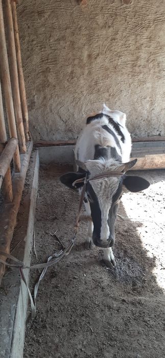 Гуложин сотилади