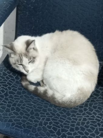 Кот ищет новый дом!