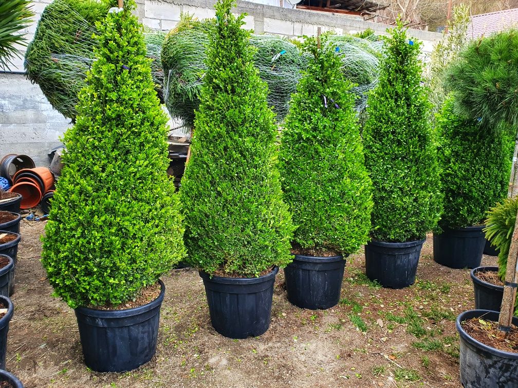 Buxus glob ( cimisir ) buxus con