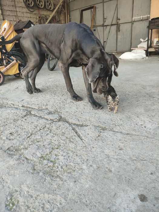 Продается котенок (помесь с бенгалом)