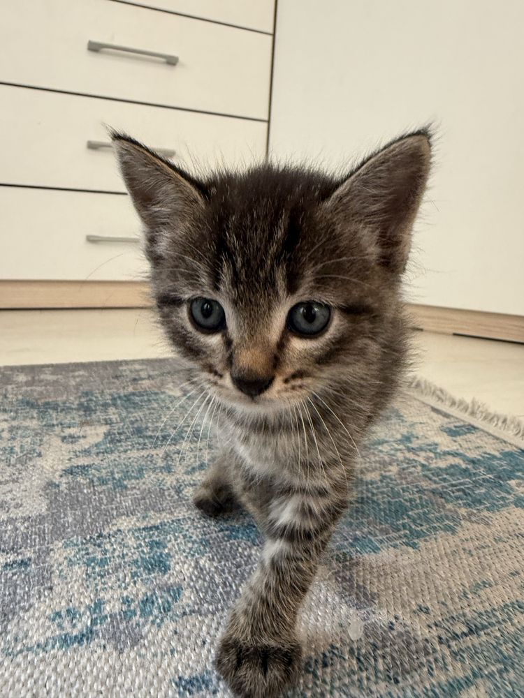 Котенок в добрые руки