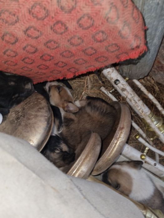 Щенки черные и рыжие