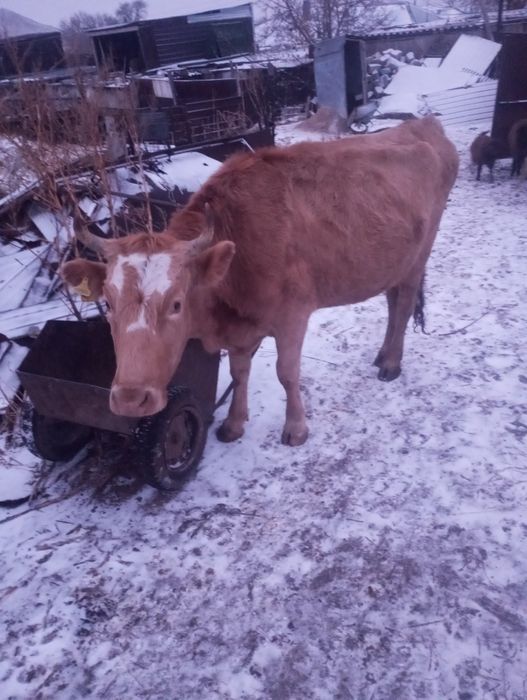Малдануға буаз сиыр сатылады