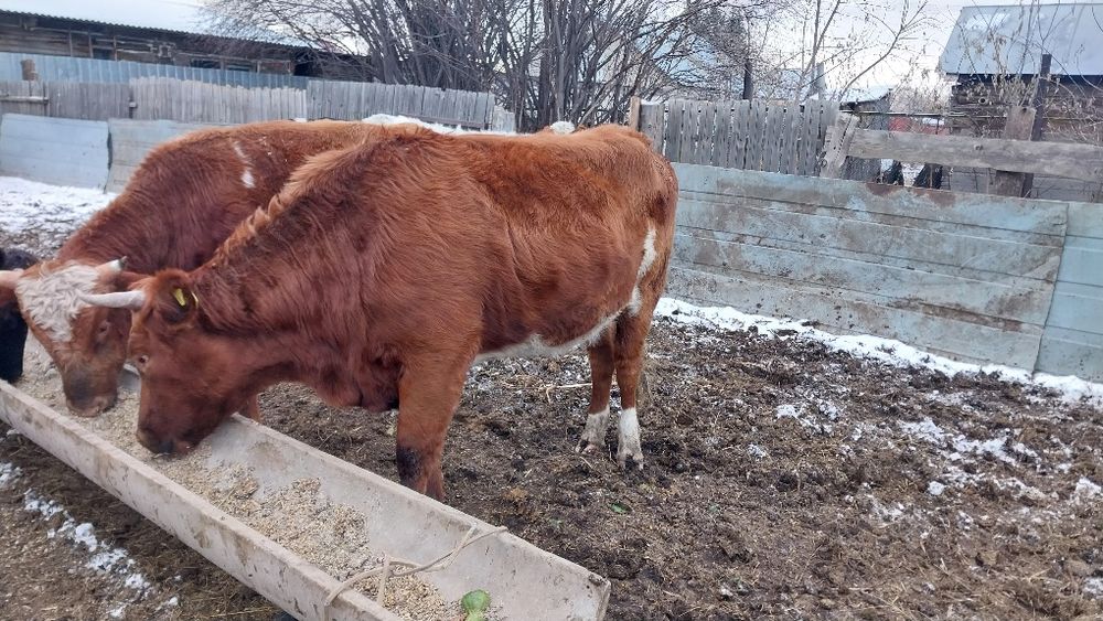 Продам быков ,телку стельную возраст 1.5