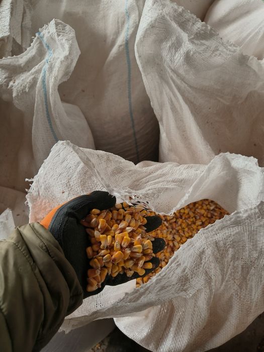 Faina uruiala din grau și porumb