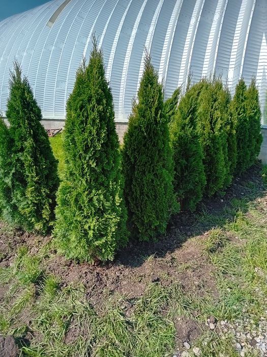 Vând tuia thuja smaragd diferite dimensiuni