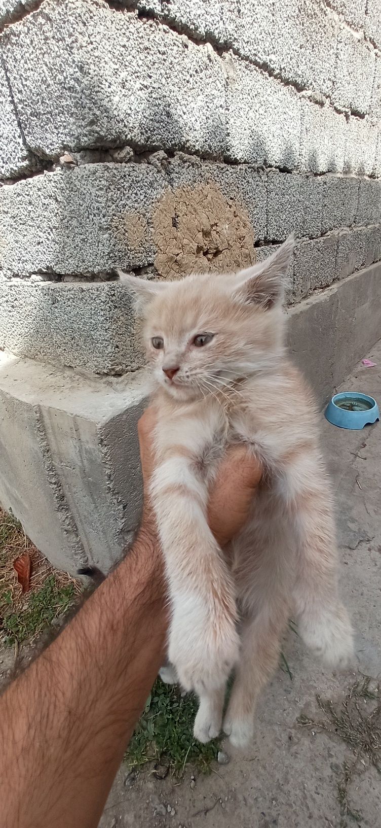 Yaxwi qaridigan odamga hadiyaga beramiz. 5 ta muwuk bolasi bor