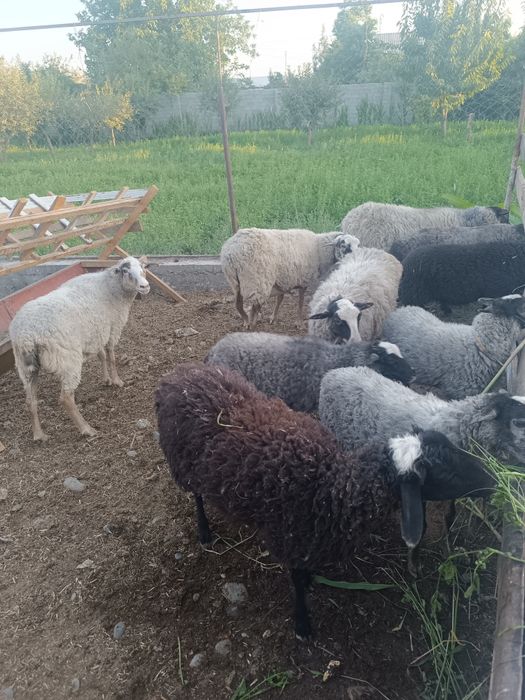 Продаю породистых Баранов"'Рамановски'"