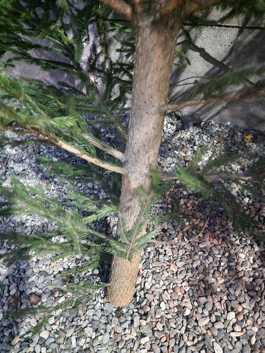 Vând  2 brazi naturali de Crăciun