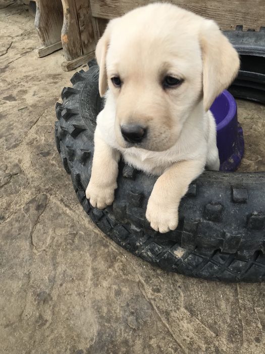 Чистокръвни лабрадор ретривър