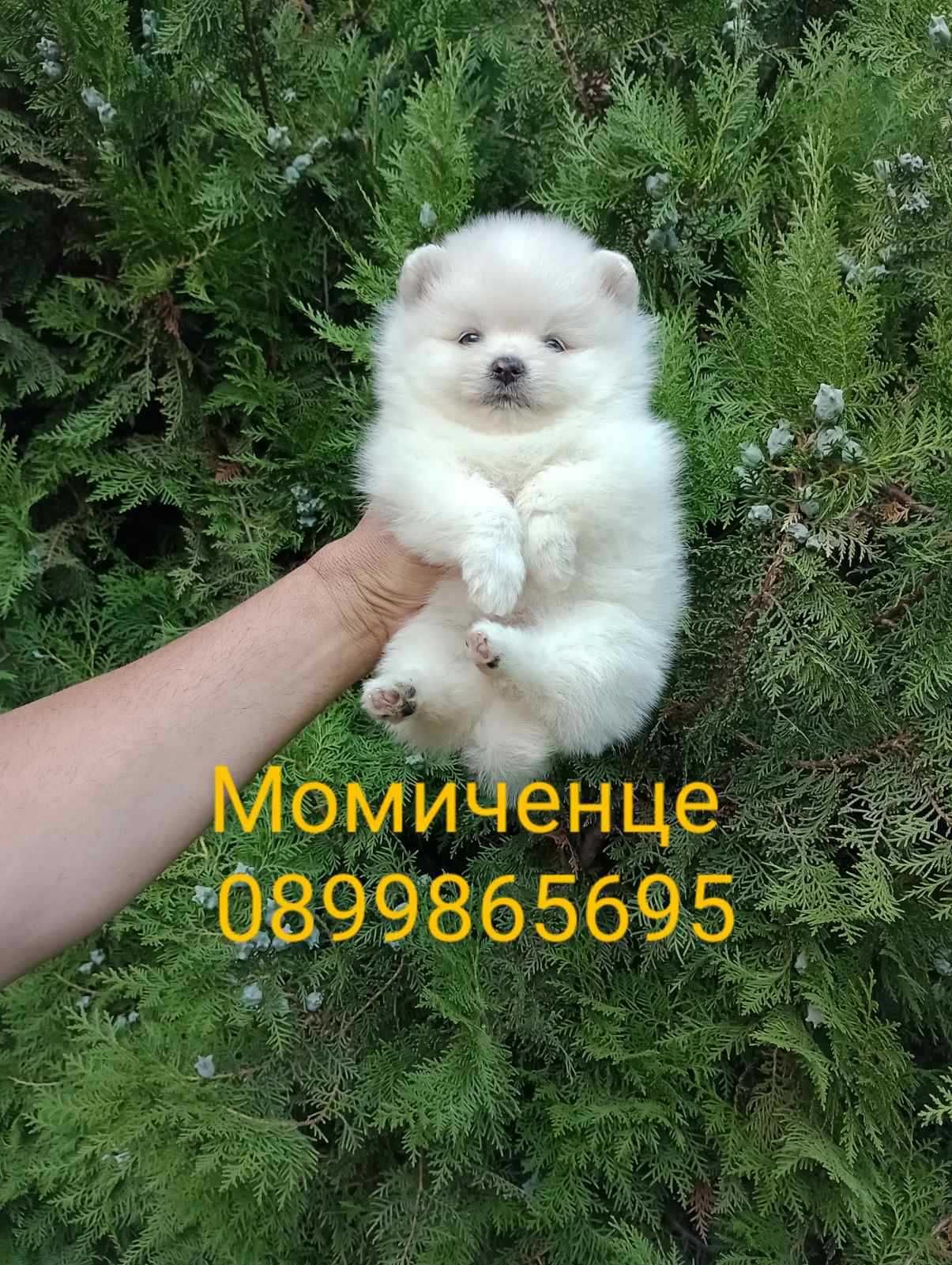Мъжки и женски Померани.