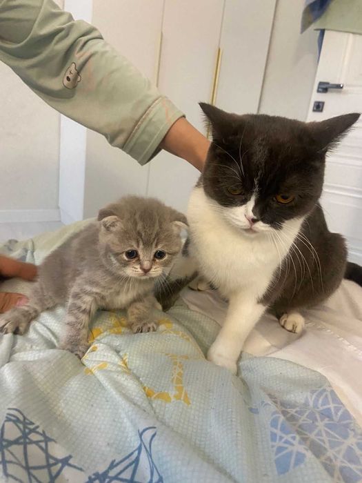 Котёнок 60 000 шотланка