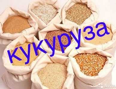 Кукуруза зерно опт  3100 сум
