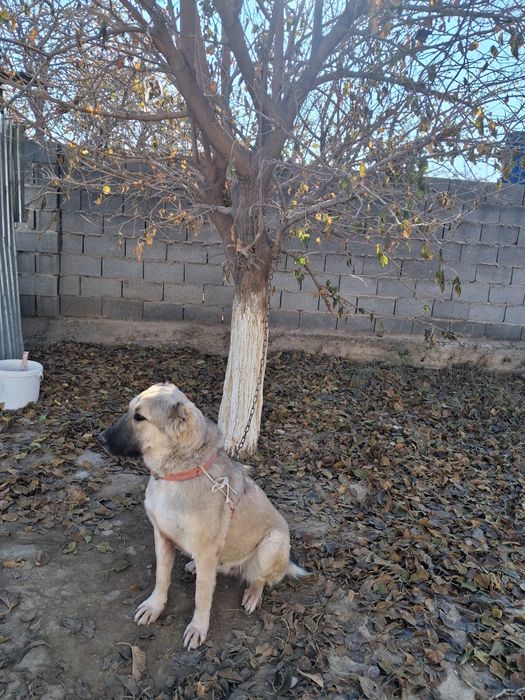 Ургашы тобет ит .