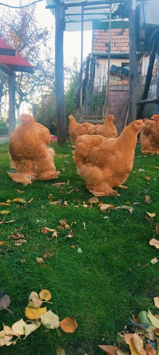 Cocosi Australorp, Brahma, Cochinchina