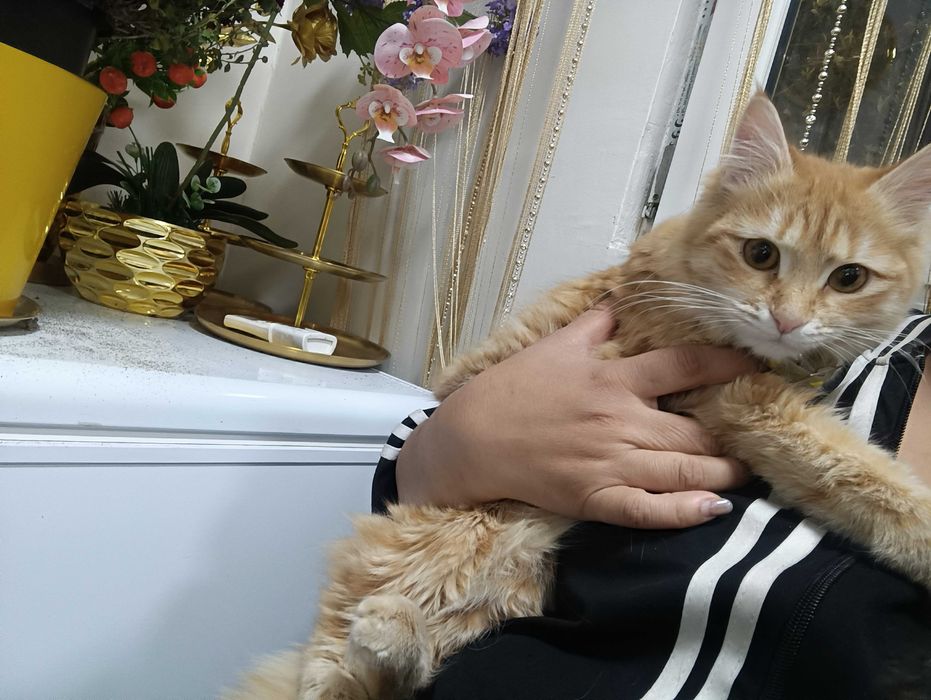 Кошки, стерилизация в подарок