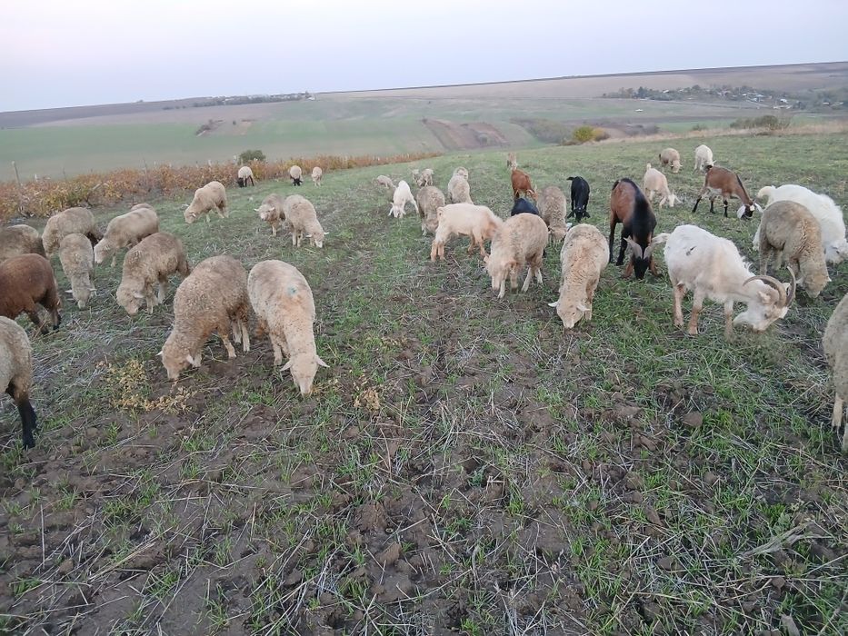 Vând cârlani        .