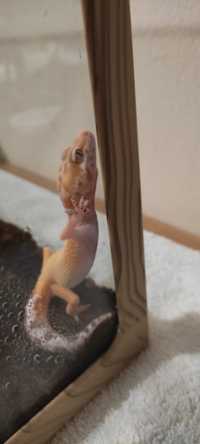 Soparla Billy (Gecko)