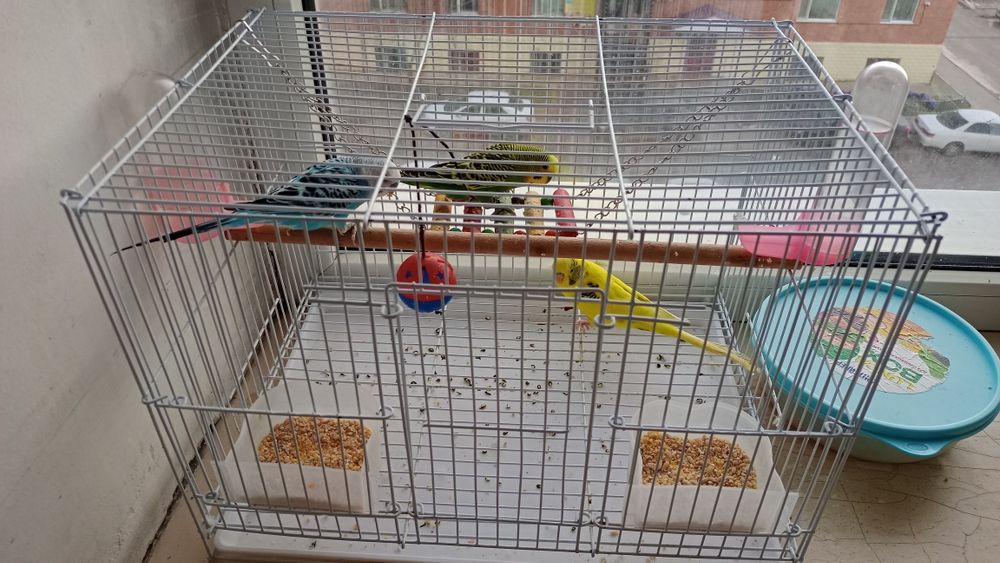 Папугай вместе с клеткой