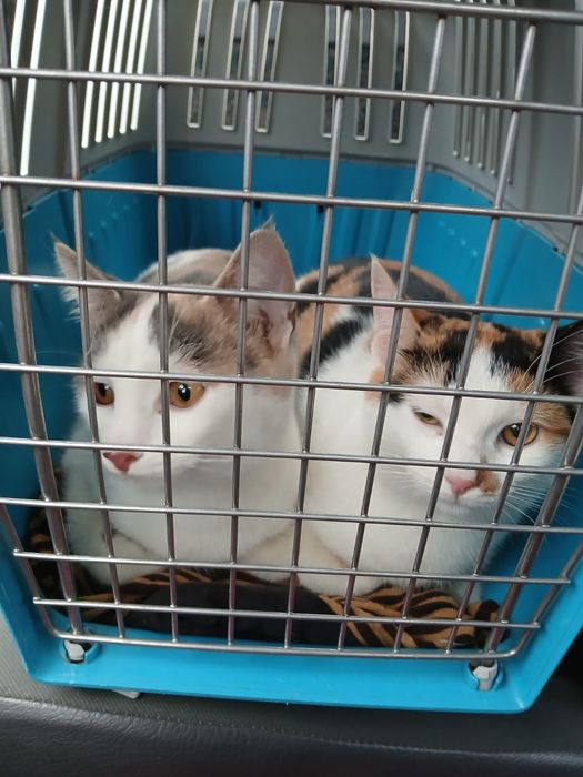 Gratuit Doua pisicuțe in vârstă de 5 luni foarte blânde si frumoase ca