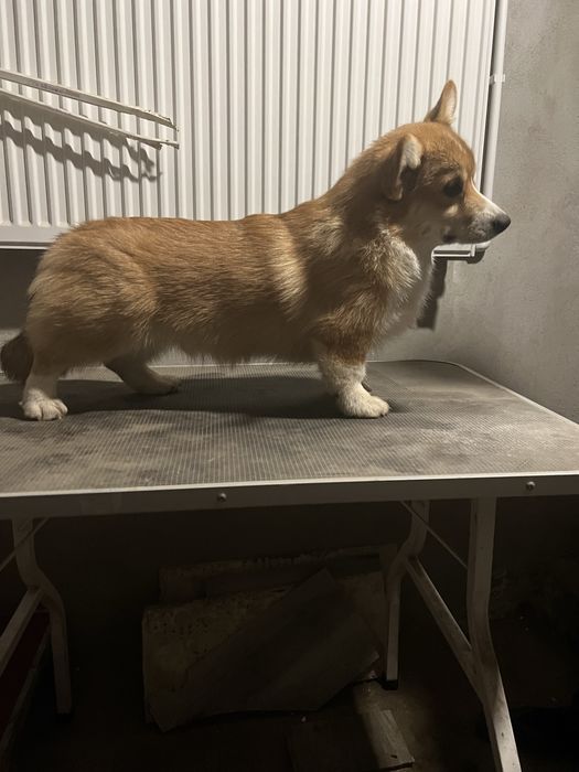 Mascul Corgi cu pedigree