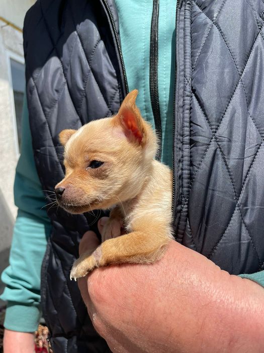 Потеряли щенка, дадим вознаграждение