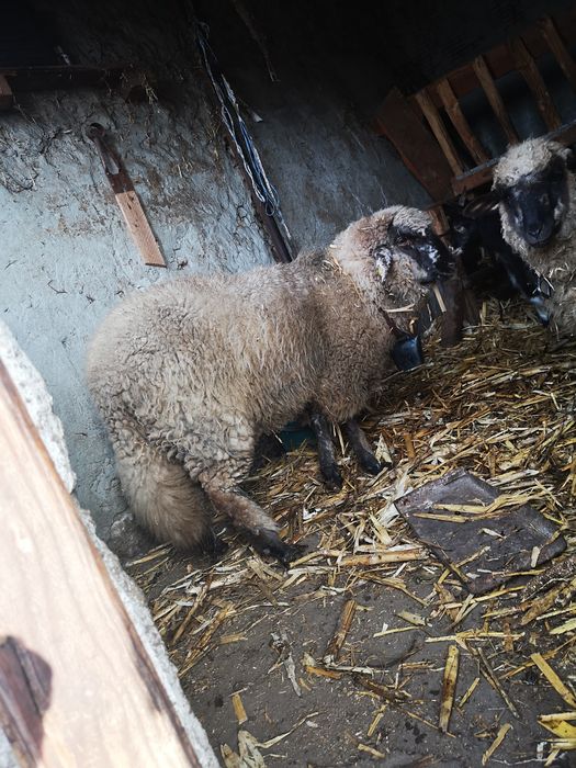 vand carlana din primavara