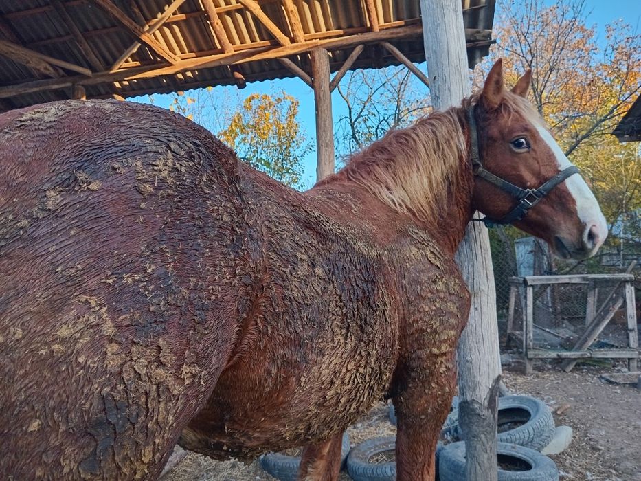 Mânz de un an și 4 luni