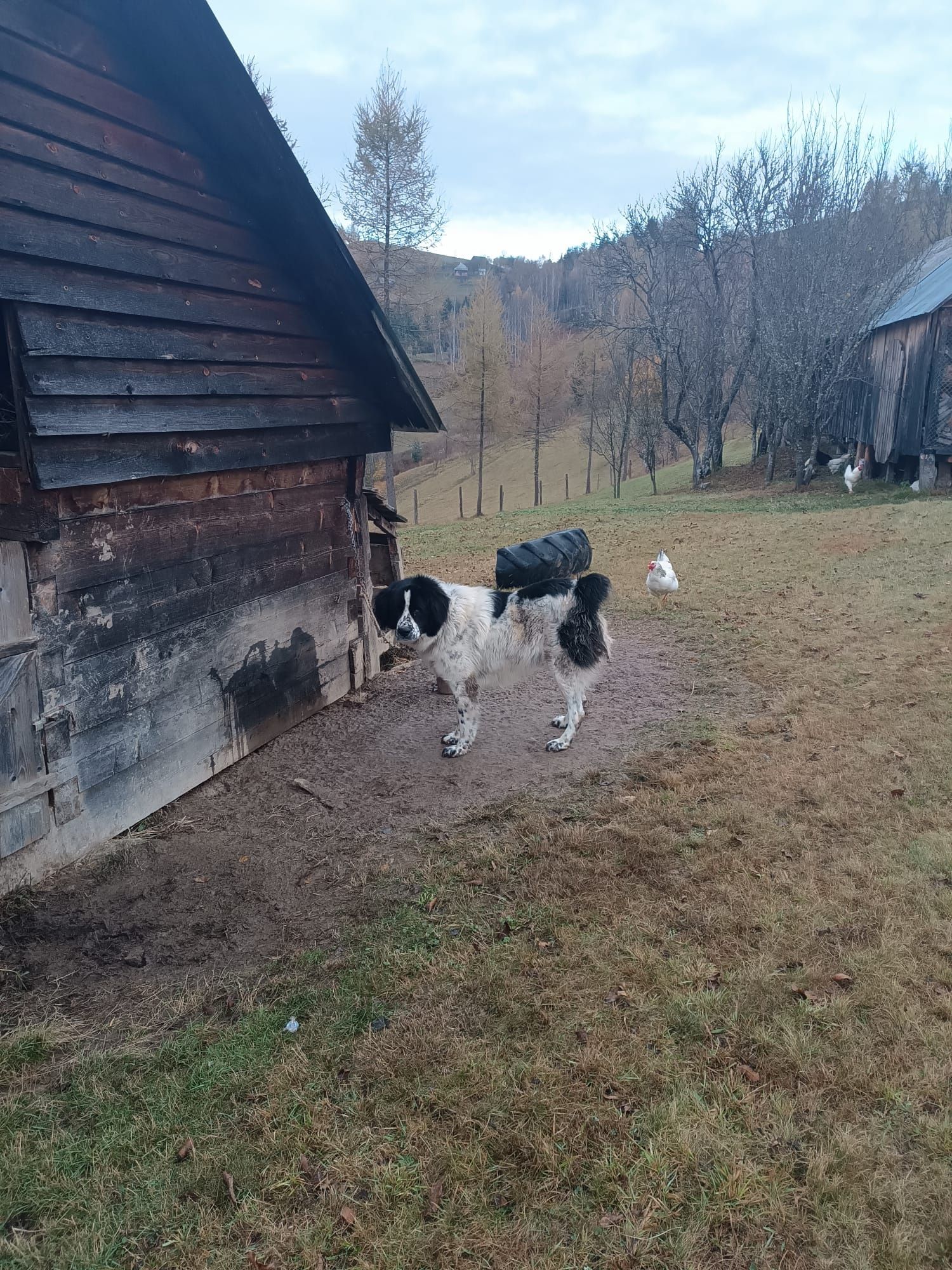 Caine rasa Bucovina