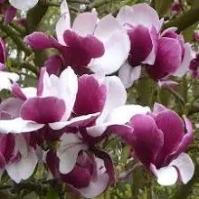 Magnolia Rustica Ruba -Roz închis