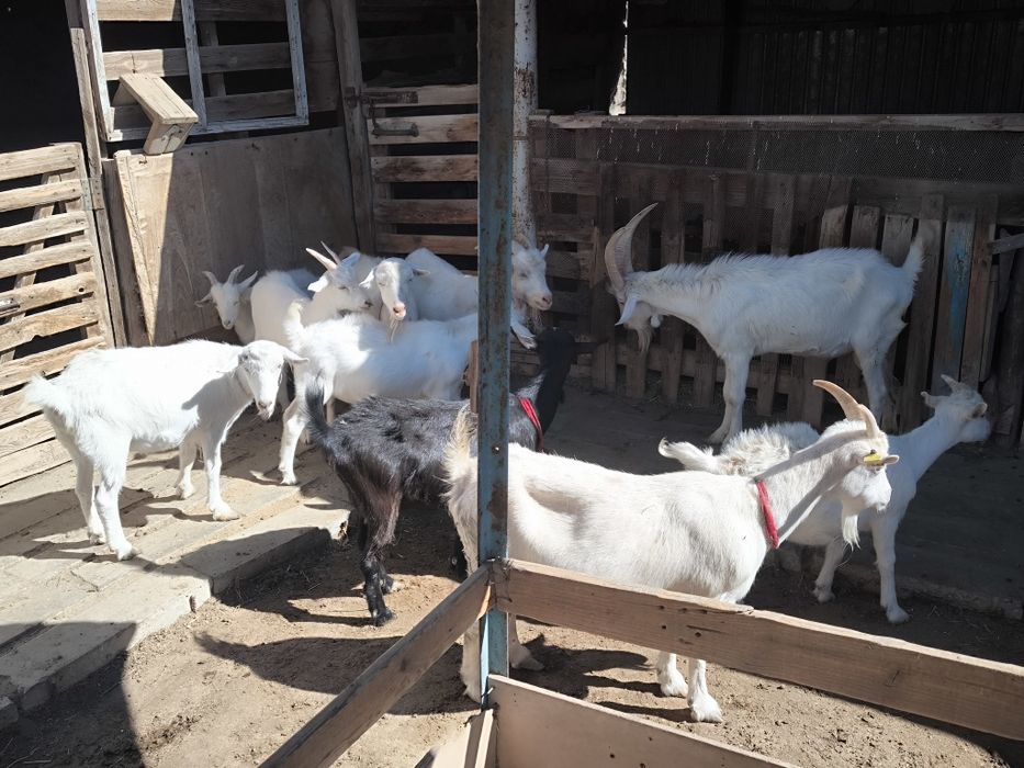 Занен Орыс ешкилер сатылады