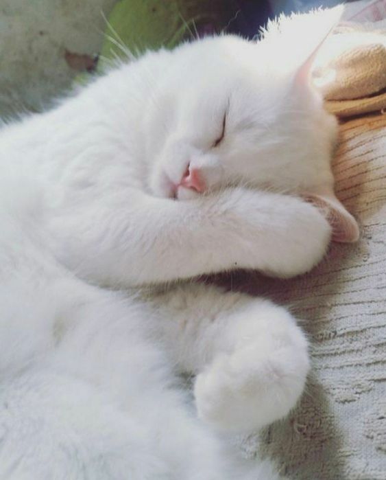 Mushuk arkak srochna