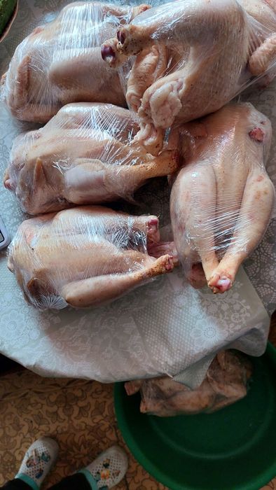 Бройлеры домашние молодые