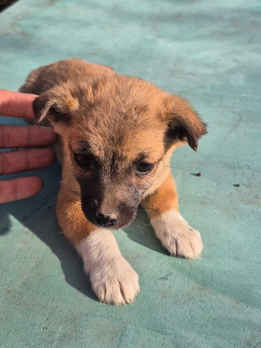 Cine dorește sa adopte un catelus.  Varsta de 3 luni. Talie mica