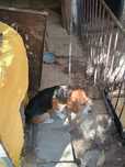 Donez Beagle 1 an