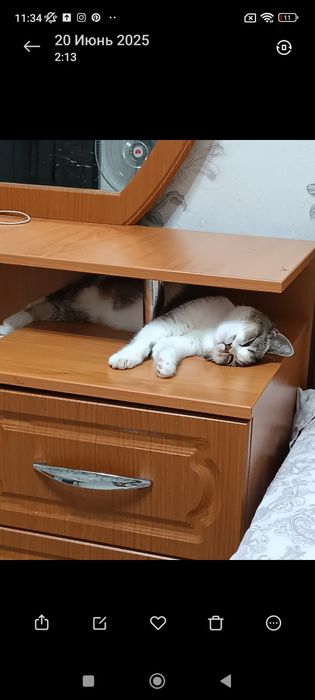 Скотиш страйт 7 месяцев девочка