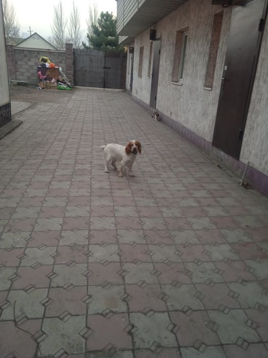 Отдаем в хорошие руки кокер спаниеля