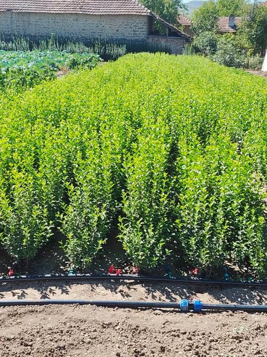 Жив плет Лигуструм