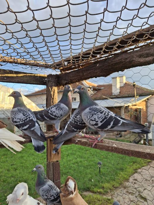 Спортни пощенски