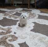 Bichon maltez toy