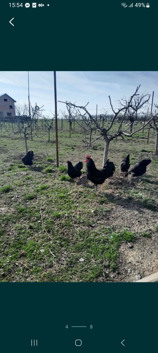 Australorp oua incubat