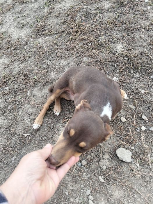 Отдам щенка помесь