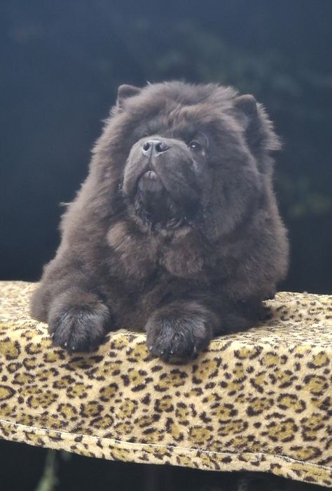 Елитно момченце ЧАУ ЧАУ с официално международно родословие