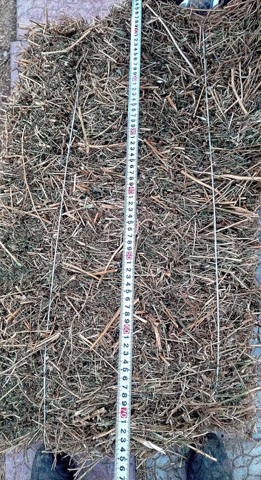 Беда (клевер) с доставкой