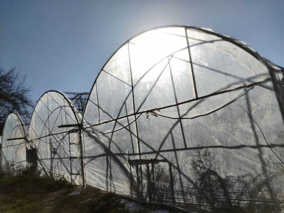 14 Sotix teplitsa sotiladi buzilgan xolatda