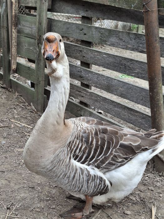 Pasari de curte ( rate, cocosi de munte , cocosi brahma )
