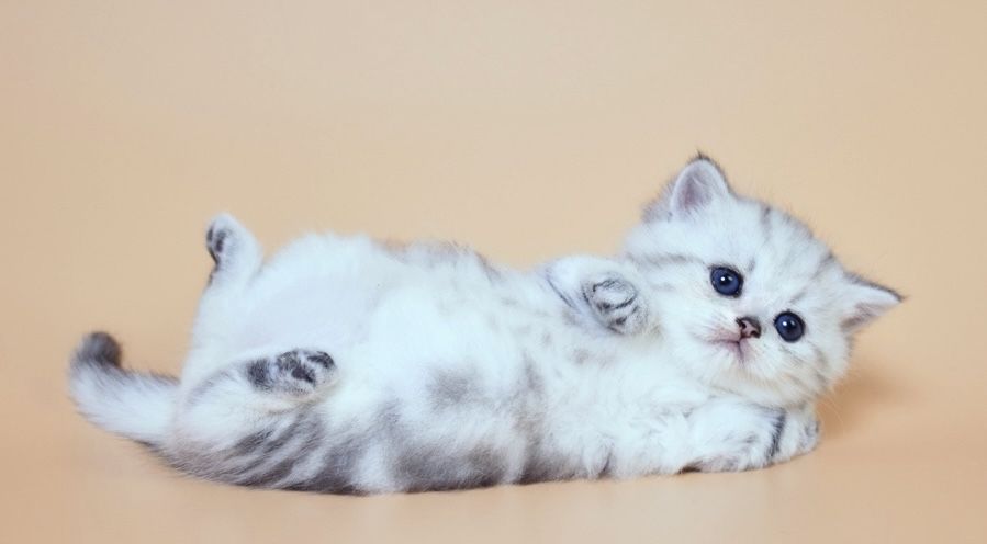 шотланские котята прямоушки