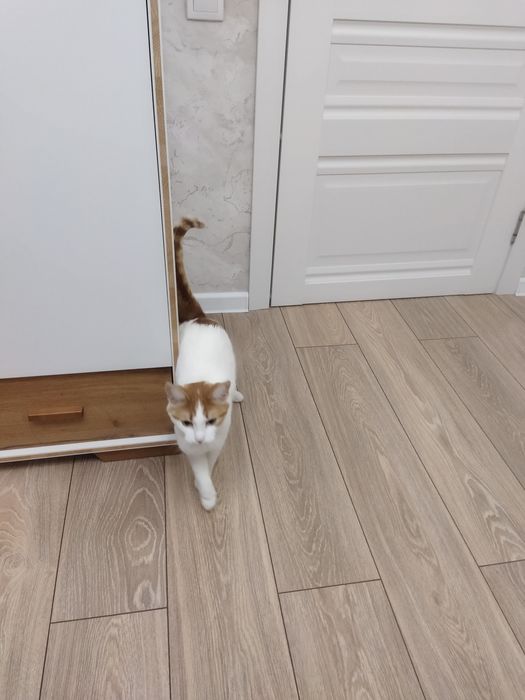 Отдам кошку 2 года