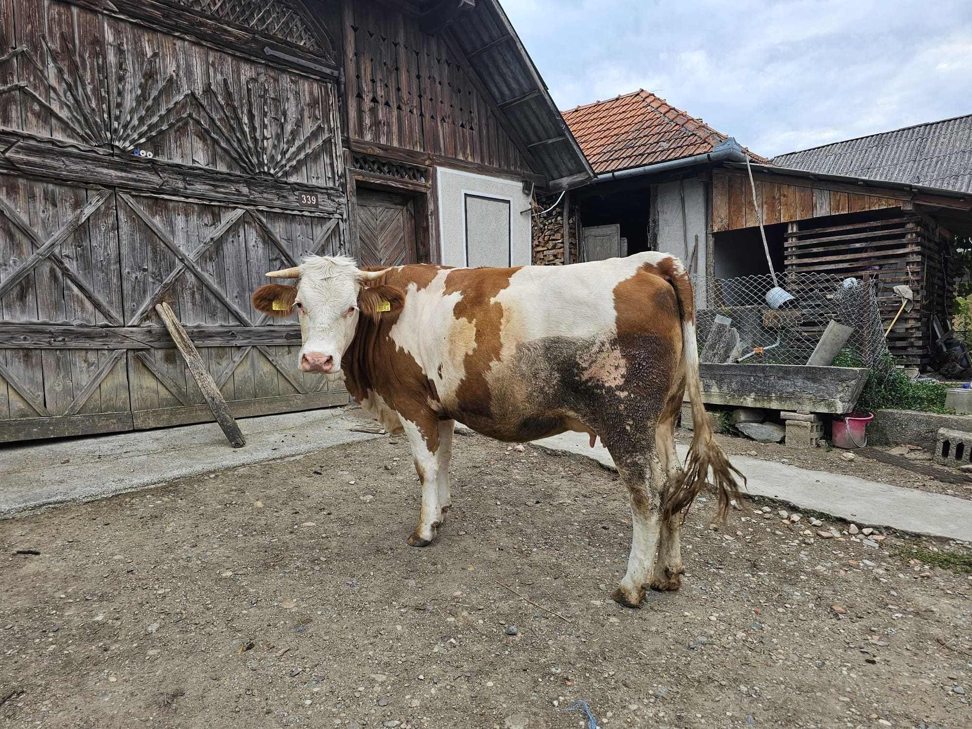 Vand jurinca gestanta